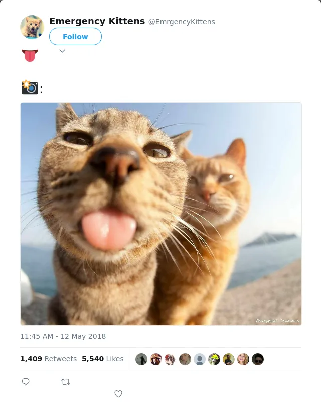 RT @EmrgencyKittens: 👅

📸:
