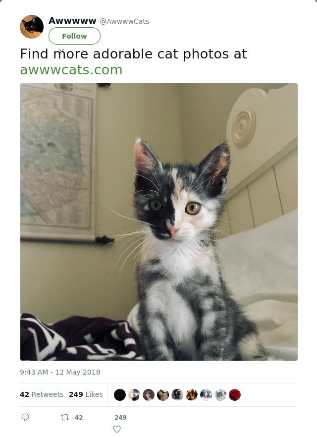 RT @AwwwwCats: Find more adorable cat photos at