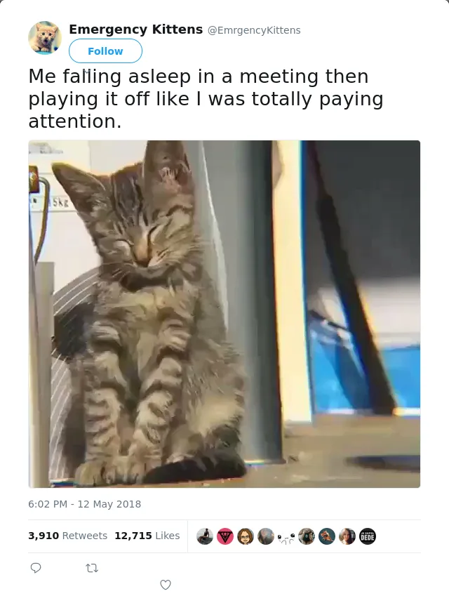 RT @EmrgencyKittens: Me falling asleep in a meeting then playing it off like I was totally paying attention.