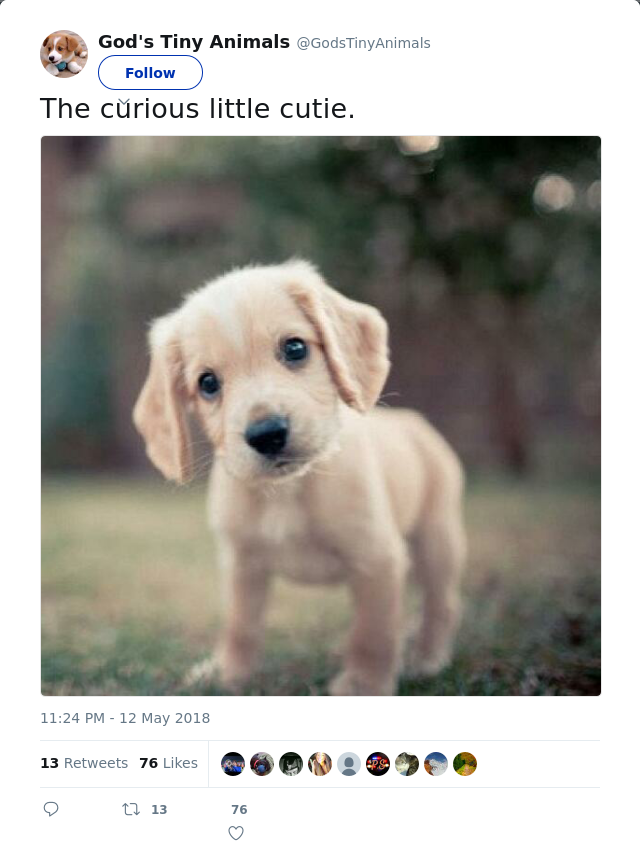 RT @GodsTinyAnimals: The curious little cutie.