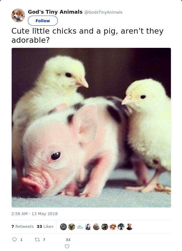 RT @GodsTinyAnimals: Cute little chicks and a pig, aren't they adorable?