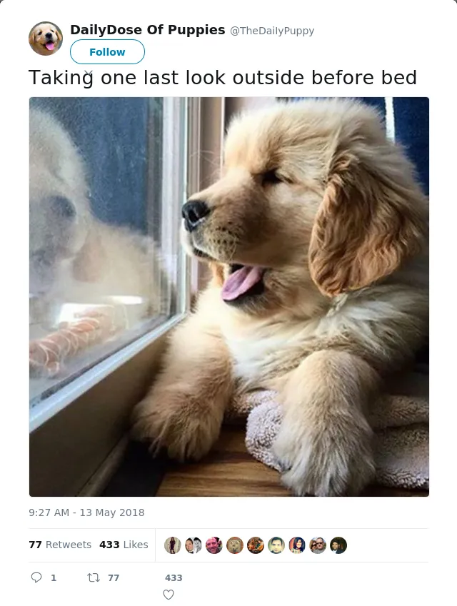 RT @TheDaiIyPuppy: Taking one last look outside before bed