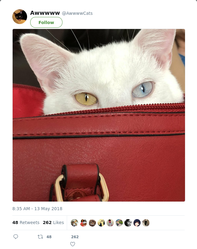 RT @AwwwwCats: