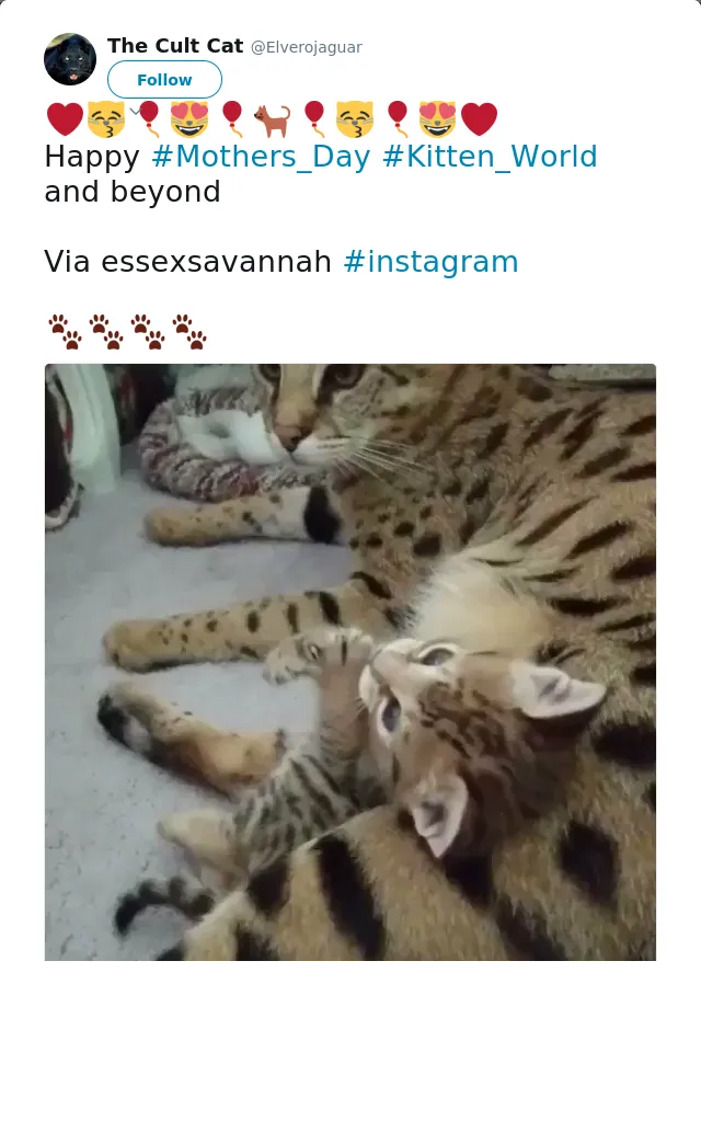 RT @Elverojaguar: ❤️😽🎈😻🎈🐈🎈😽🎈😻❤️
Happy #Mothers_Day #Kitten_World and beyond

Via essexsavannah #instagram

🐾🐾🐾🐾