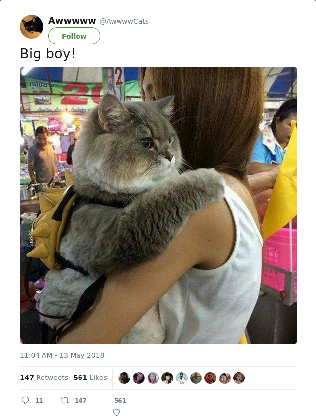 RT @AwwwwCats: Big boy!