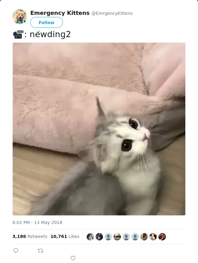 RT @EmrgencyKittens: 📹: newding2