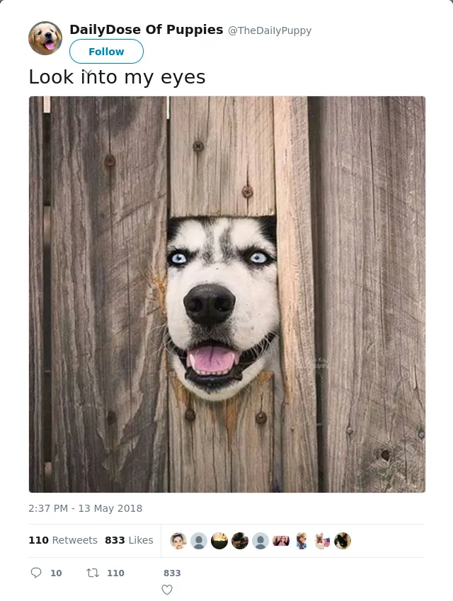 RT @TheDaiIyPuppy: Look into my eyes