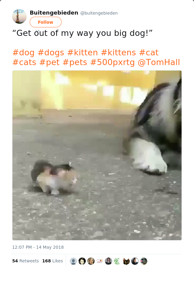 RT @buitengebieden: “Get out of my way you big dog!”

#dog #dogs #kitten #kittens #cat #cats #pet #pets #500pxrtg @TomHall