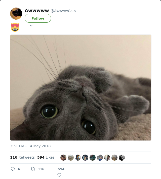 RT @AwwwwCats: 😻