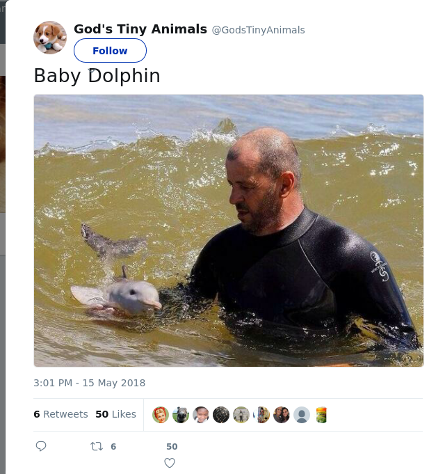RT @GodsTinyAnimals: Baby Dolphin
