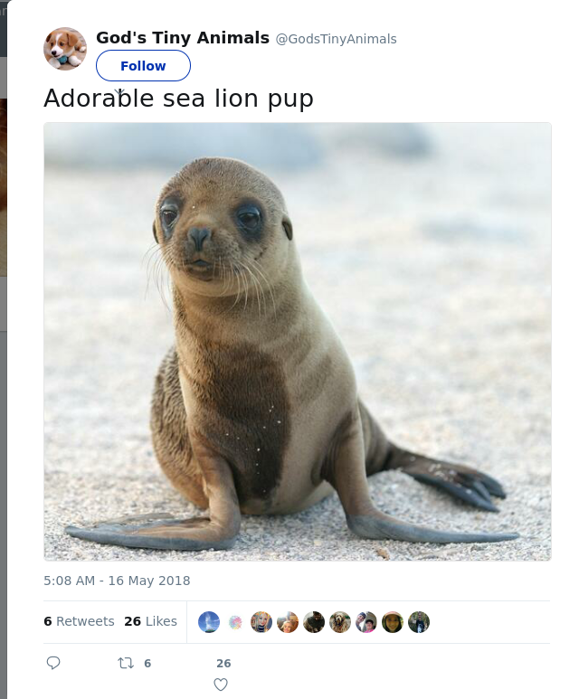 RT @GodsTinyAnimals: Adorable sea lion pup