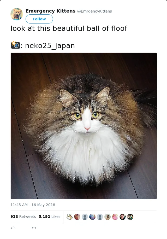 RT @EmrgencyKittens: look at this beautiful ball of floof

📸: neko25_japan