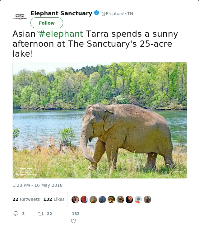 RT @ElephantsTN: Asian #elephant Tarra spends a sunny afternoon at The Sanctuary's 25-acre lake!