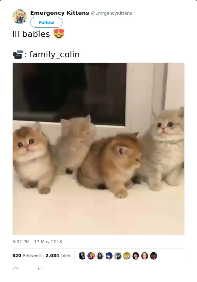 RT @EmrgencyKittens: lil babies 😻

📹: family_colin