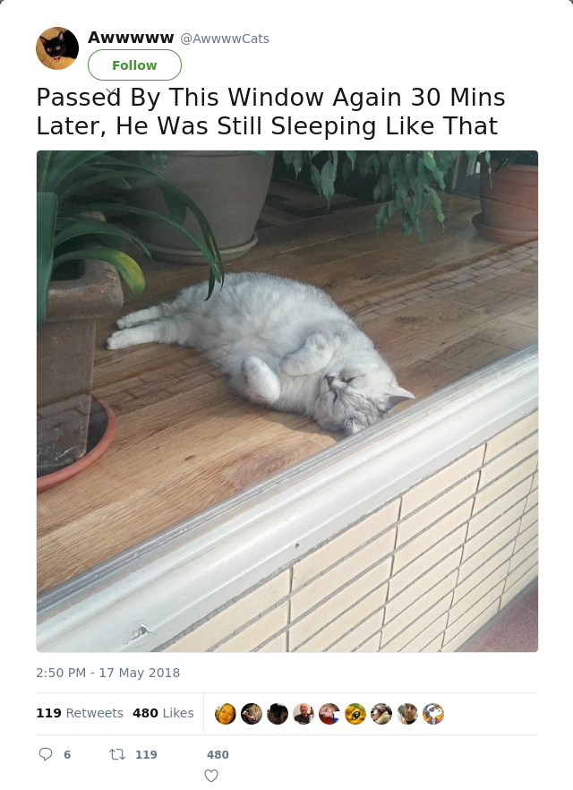 RT @AwwwwCats: Passed By This Window Again 30 Mins Later, He Was Still Sleeping Like That
