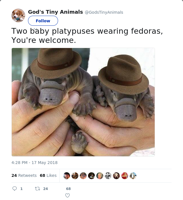 RT @GodsTinyAnimals: Two baby platypuses wearing fedoras, You're welcome.