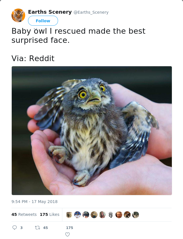 RT @Earths_Scenery: Baby owl I rescued made the best surprised face.

Via: Reddit