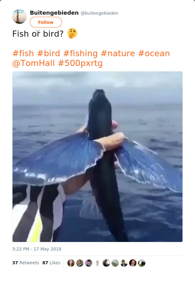 RT @buitengebieden: Fish or bird? 🤔

#fish #bird #fishing #nature #ocean @TomHall #500pxrtg