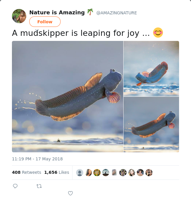 RT @AMAZlNGNATURE: A mudskipper is leaping for joy ... 😊