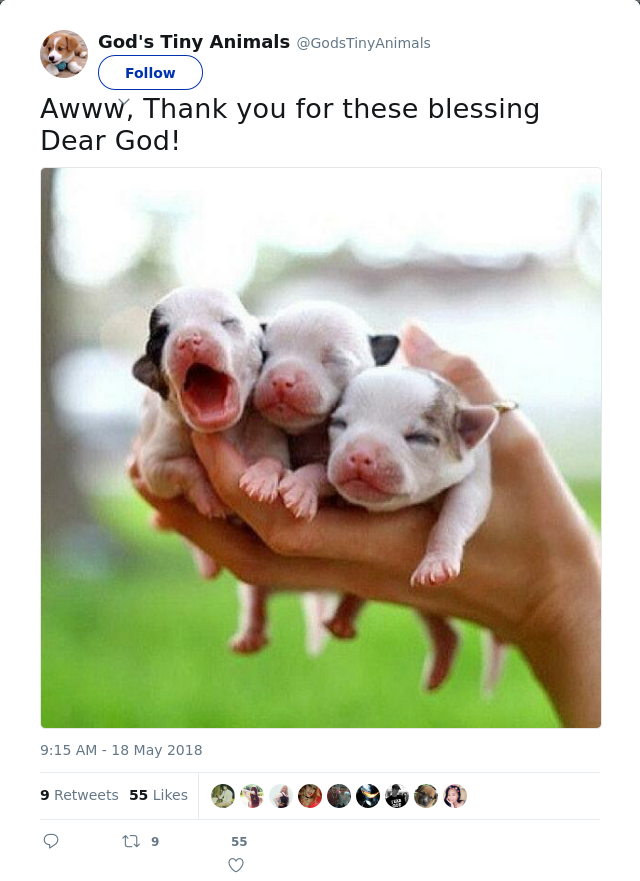 RT @GodsTinyAnimals: Awww, Thank you for these blessing Dear God!