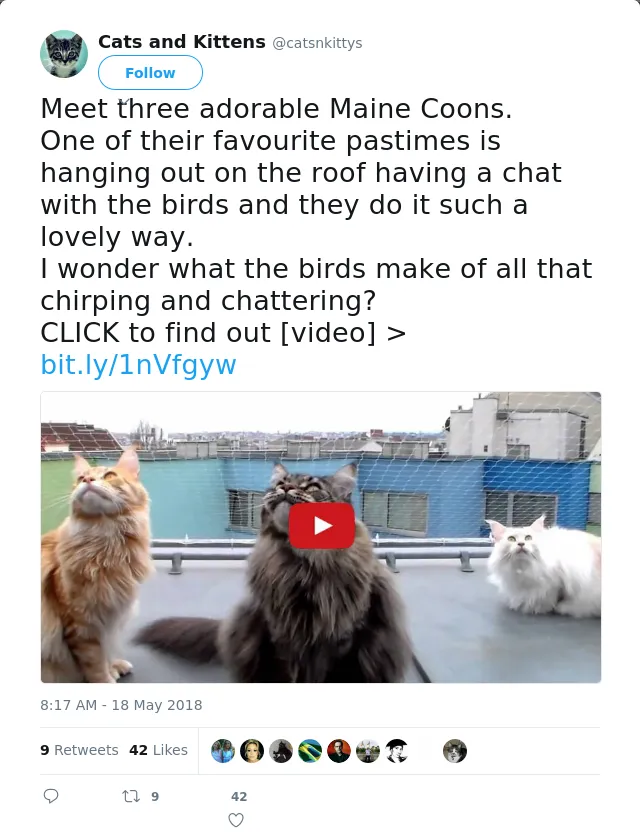 RT @catsnkittys: Meet three adorable Maine Coons.
One of their favourite pastimes is hanging out on the roof having a chat with the birds a…