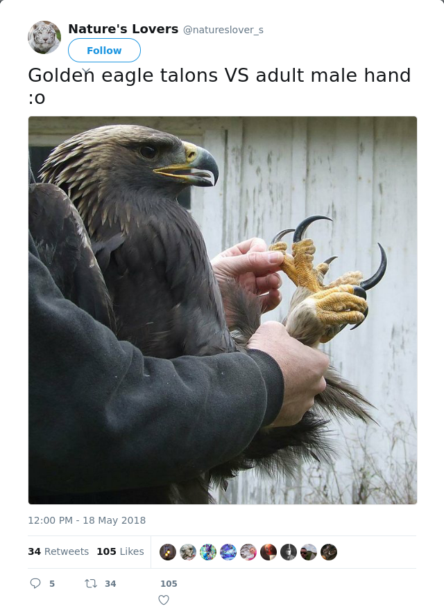 RT @natureslover_s: Golden eagle talons VS adult male hand :o