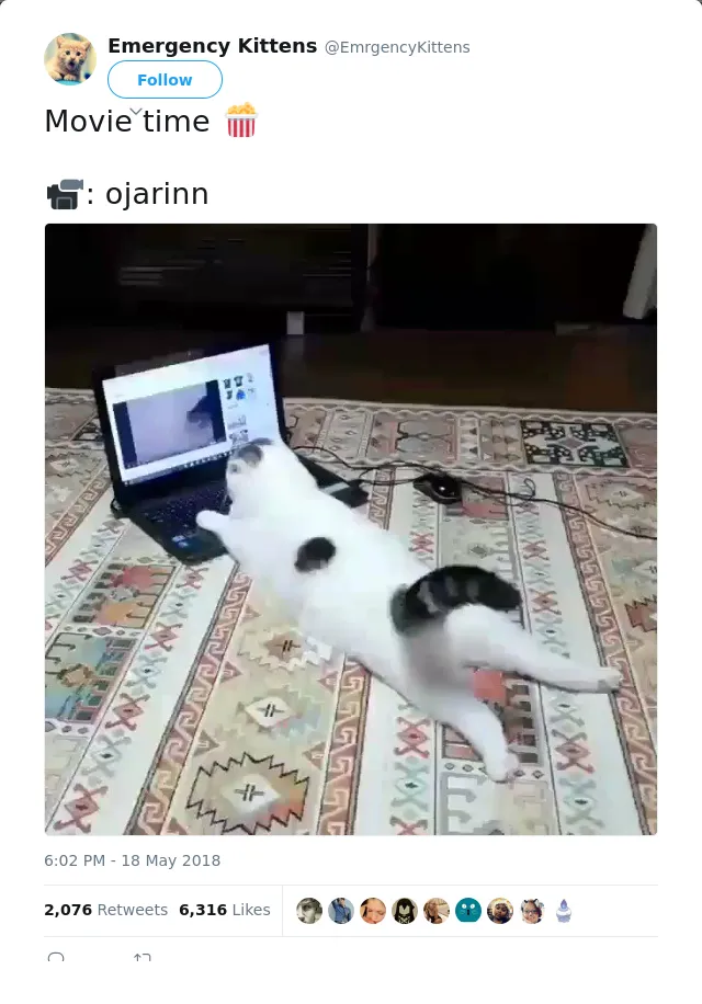 RT @EmrgencyKittens: Movie time 🍿

📹: ojarinn