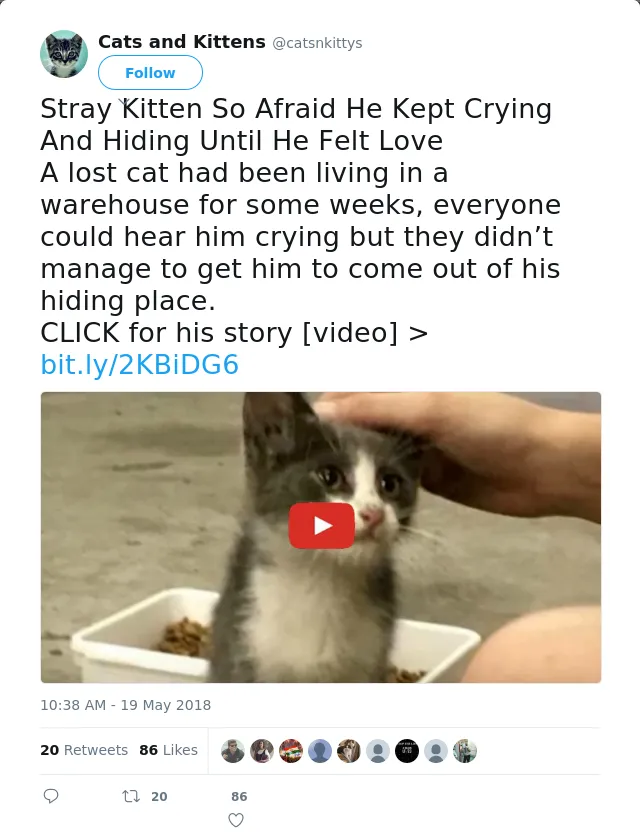 RT @catsnkittys: Stray Kitten So Afraid He Kept Crying And Hiding Until He Felt Love
A lost cat had been living in a warehouse for some wee…