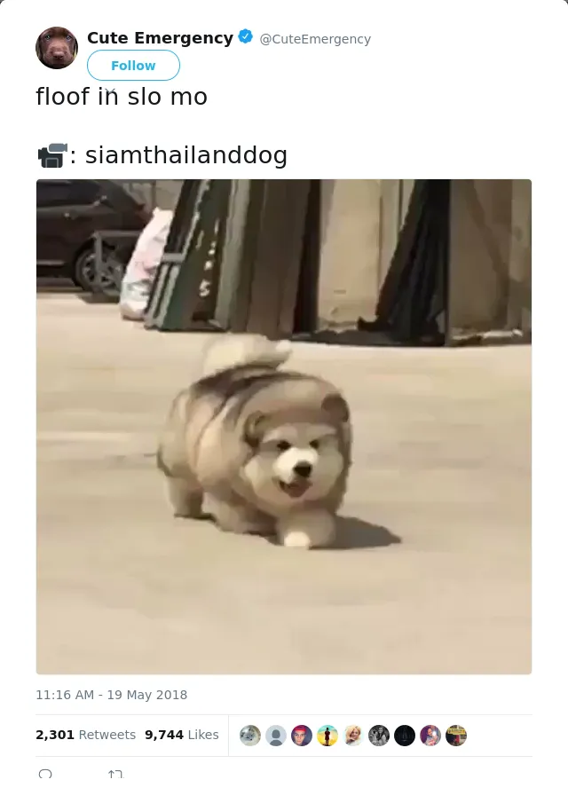 RT @CuteEmergency: floof in slo mo 

📹: siamthailanddog