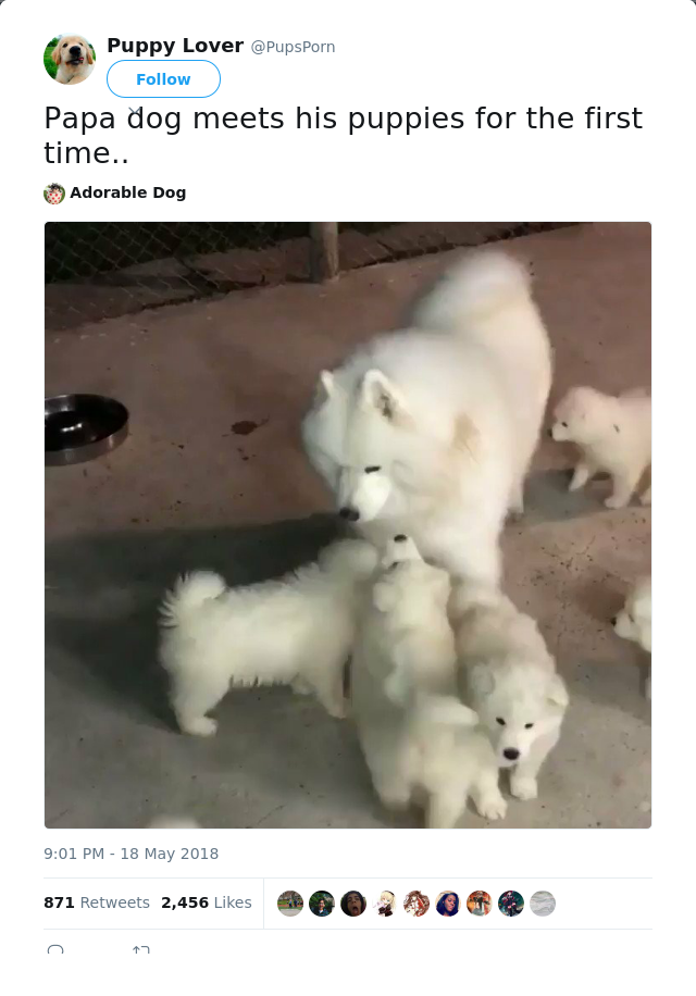 RT @PupsPorn: Papa dog meets his puppies for the first time..
