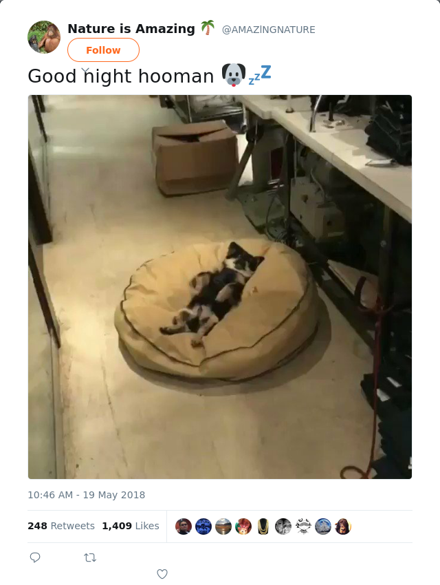 RT @AMAZlNGNATURE: Good night hooman 🐶💤