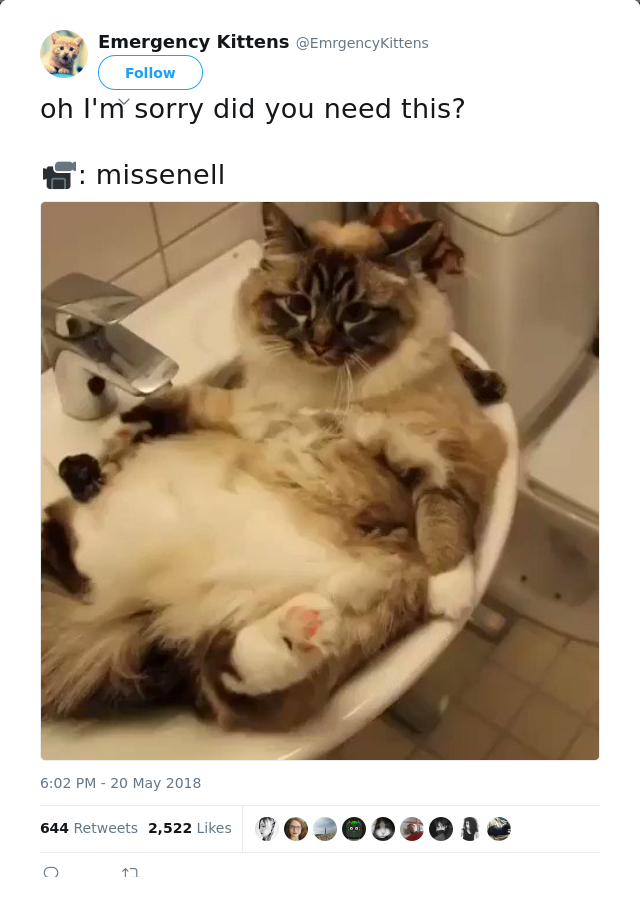 RT @EmrgencyKittens: oh I'm sorry did you need this? 

📹: missenell