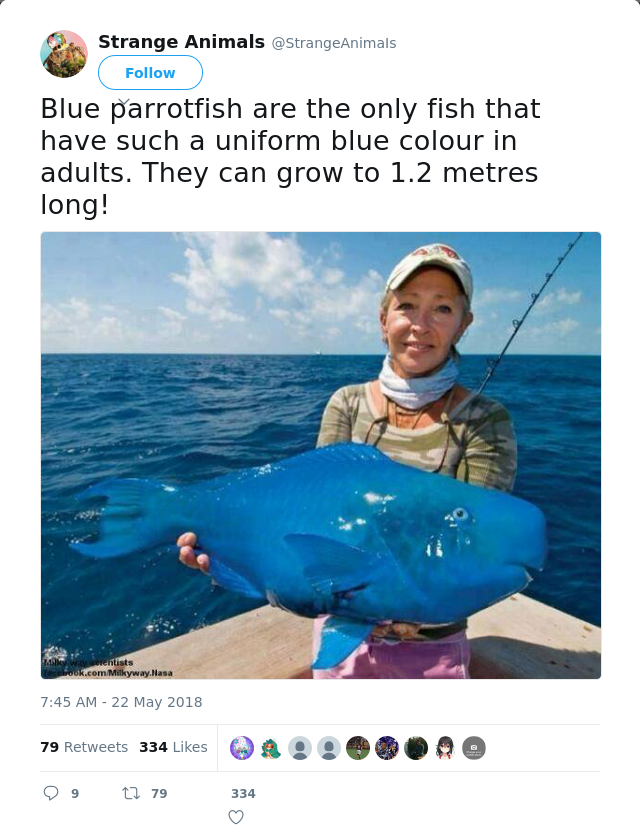 RT @StrangeAnimaIs: Blue parrotfish are the only fish that have such a uniform blue colour in adults. They can grow to 1.2 metres long! htt…