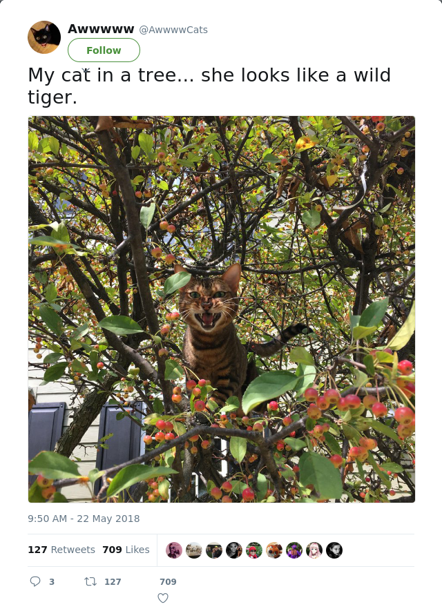 RT @AwwwwCats: My cat in a tree... she looks like a wild tiger.