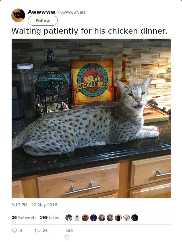 RT @AwwwwCats: Waiting patiently for his chicken dinner.