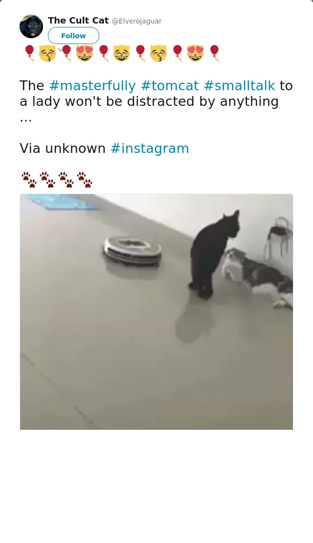 RT @Elverojaguar: 🎈😽🎈😻🎈😸🎈😽🎈😻🎈

The #masterfully #tomcat #smalltalk to a lady won't be distracted by anything ...

Via unknown #instagram

🐾…
