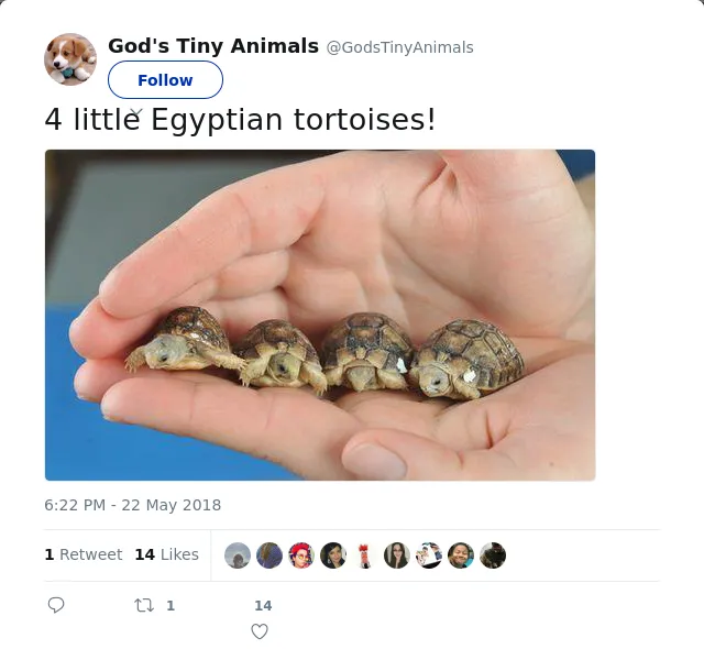 RT @GodsTinyAnimals: 4 little Egyptian tortoises!