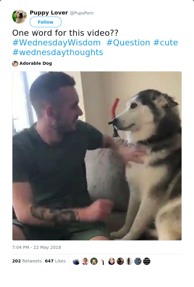 RT @PupsPorn: One word for this video?? #WednesdayWisdom  #Question #cute  #wednesdaythoughts