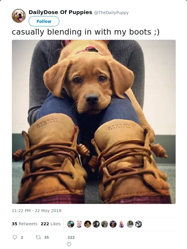 RT @TheDaiIyPuppy: casually blending in with my boots ;)