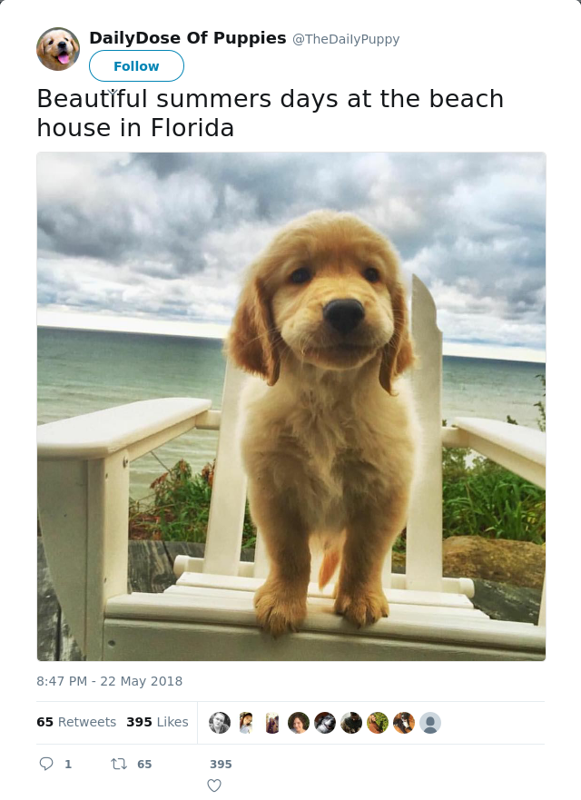 RT @TheDaiIyPuppy: Beautiful summers days at the beach house in Florida
