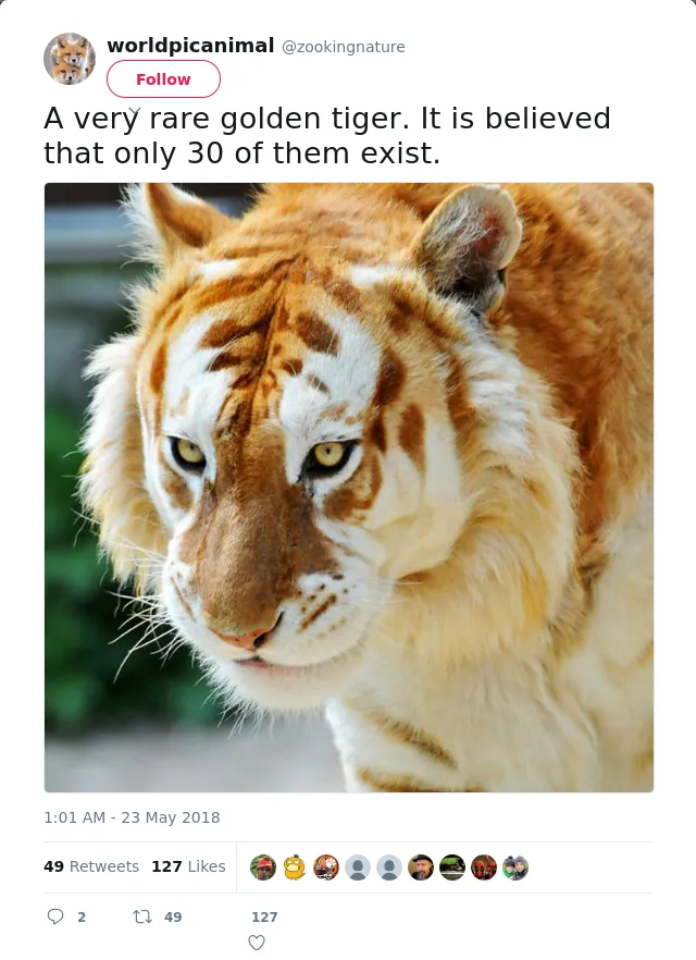 RT @zookingnature: A very rare golden tiger. It is believed that only 30 of them exist.