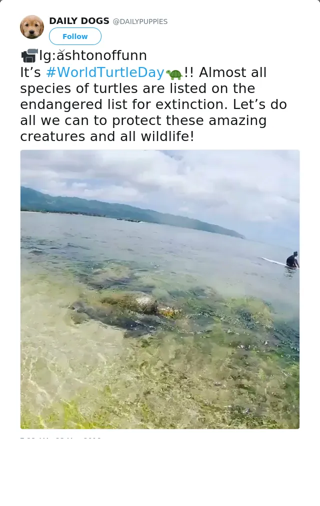 RT @DAILYPUPPlES: 📹Ig:ashtonoffunn 
It’s #WorldTurtleDay🐢!! Almost all species of turtles are listed on the endangered list for extinction.…