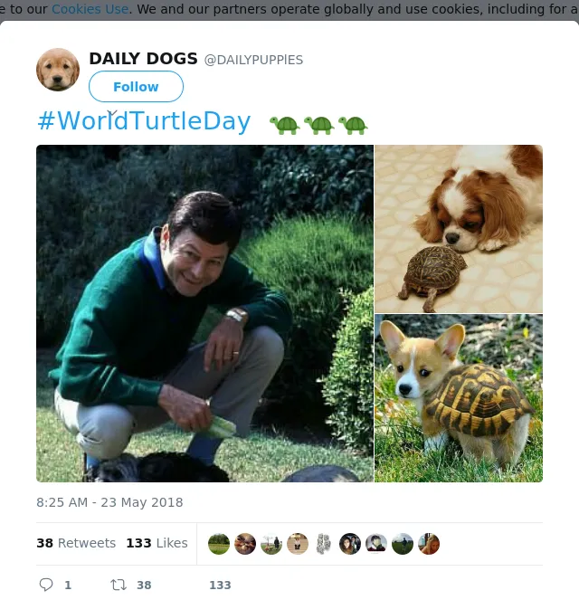 RT @DAILYPUPPlES: #WorldTurtleDay  🐢🐢🐢