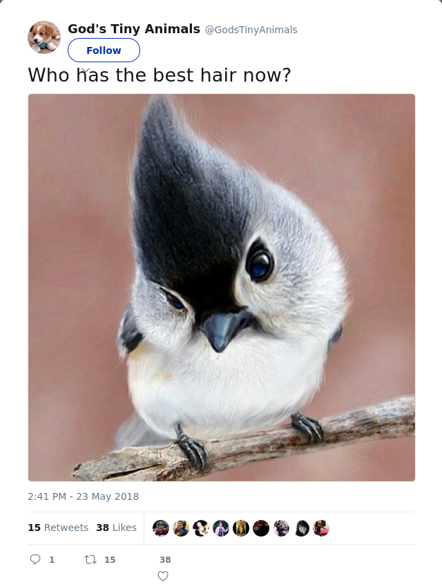 RT @GodsTinyAnimals: Who has the best hair now?