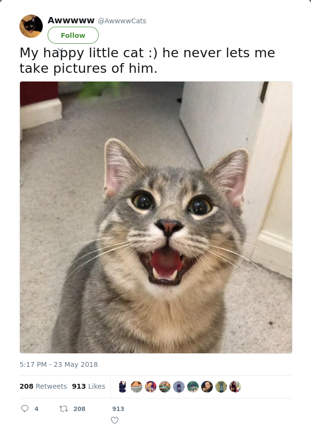 RT @AwwwwCats: My happy little cat :) he never lets me take pictures of him.