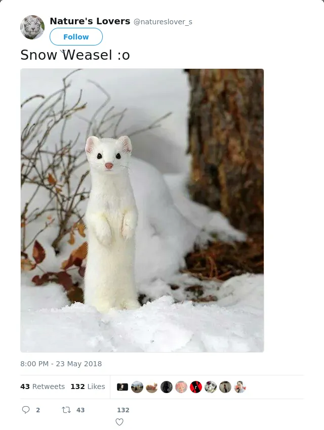RT @natureslover_s: Snow Weasel :o