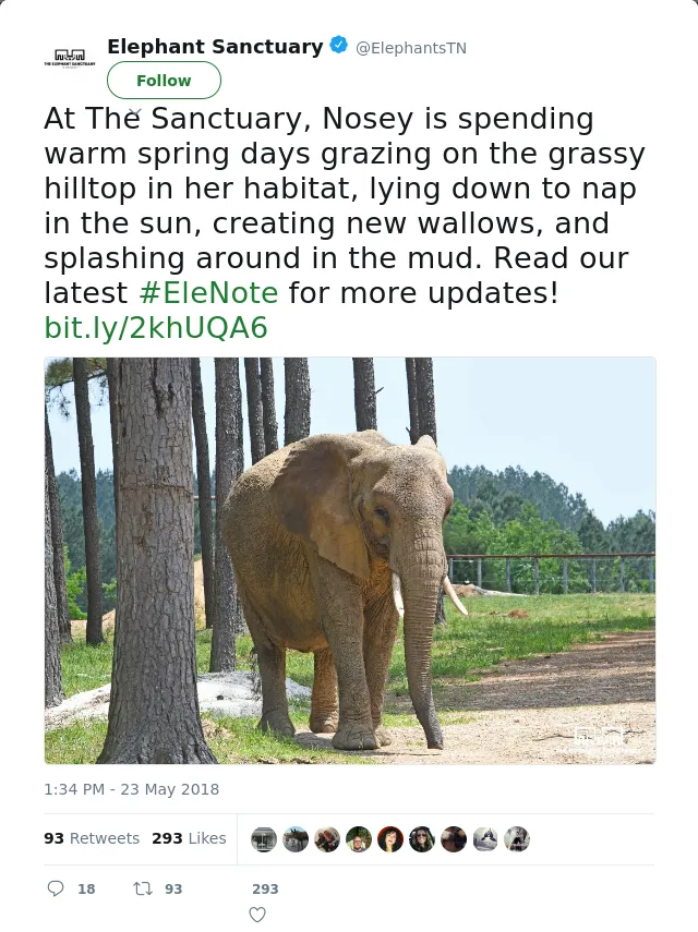 RT @ElephantsTN: At The Sanctuary, Nosey is spending warm spring days grazing on the grassy hilltop in her habitat, lying down to nap in th…