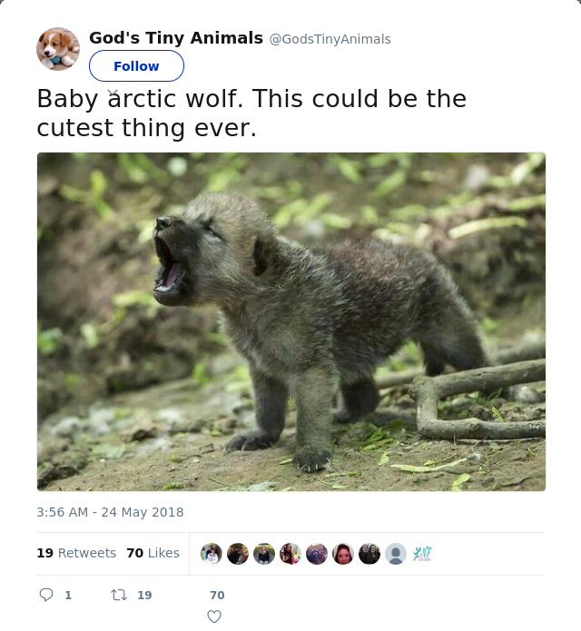 RT @GodsTinyAnimals: Baby arctic wolf. This could be the cutest thing ever.