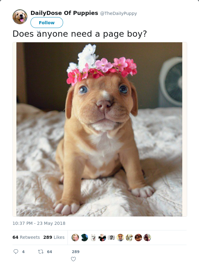 RT @TheDaiIyPuppy: Does anyone need a page boy?