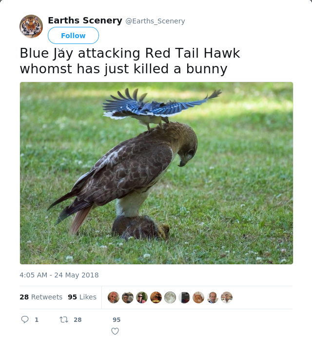 RT @Earths_Scenery: Blue Jay attacking Red Tail Hawk whomst has just killed a bunny